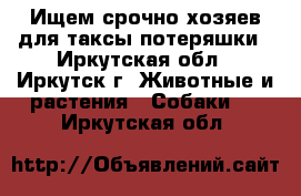 Ищем срочно хозяев для таксы потеряшки - Иркутская обл., Иркутск г. Животные и растения » Собаки   . Иркутская обл.